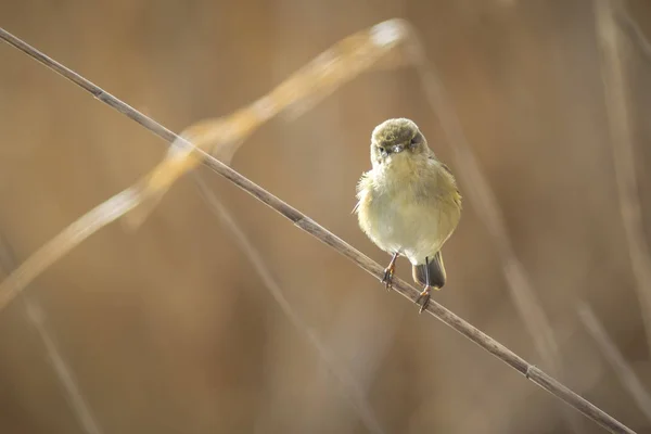 Pássaro parece engraçado para câmera — Fotografia de Stock