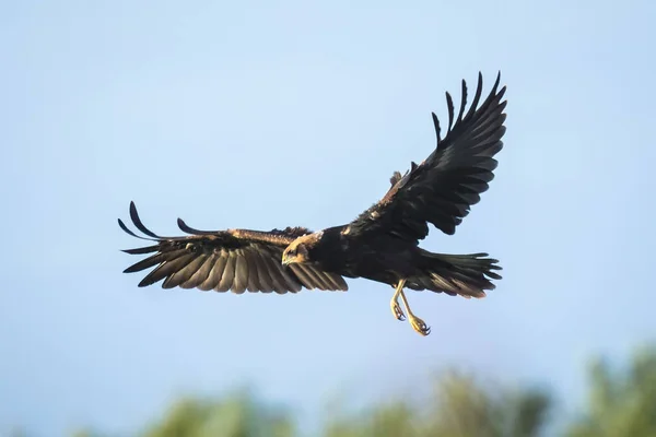 Harrier del pantano occidental, Circus aeruginosus . — Foto de Stock