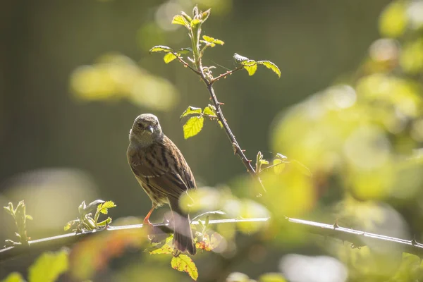 Oiseau chanteur de Dunnock Prunella modularis — Photo