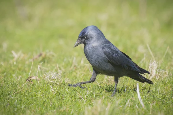 Schwarzer Vogel auf Gras — Stockfoto