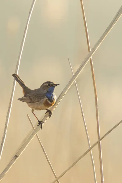 Bluethroat bird mating — Stock Photo, Image