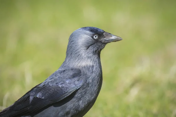 Schwarzer Vogel auf Gras — Stockfoto