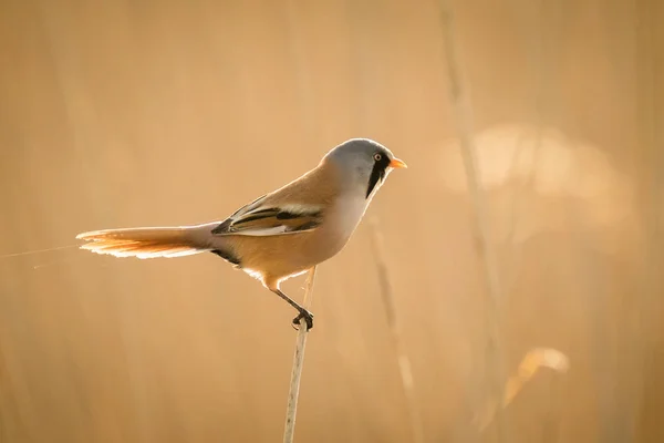 Tôt le matin oiseau — Photo