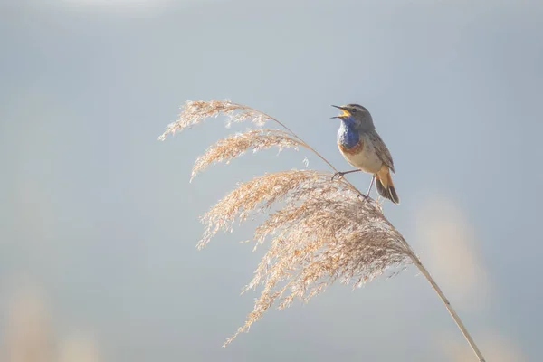 Blauw-keel vogel (Luscinia svecica cyanecula) weergeven — Stockfoto