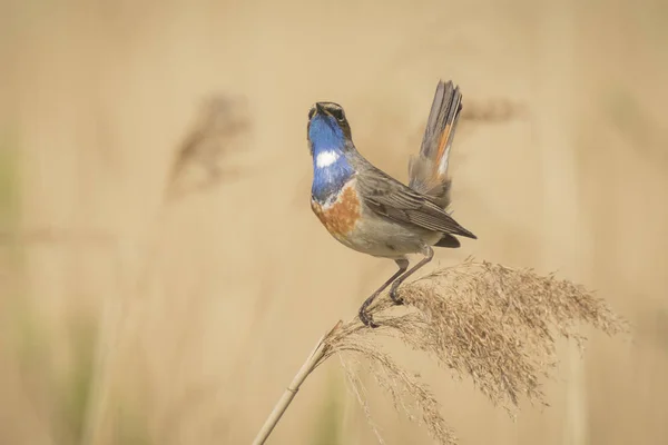 Blue-throat bird (Luscinia svecica cyanecula) display — Stock Photo, Image