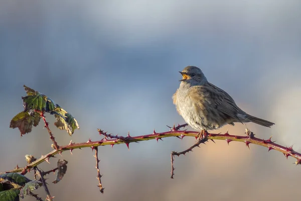 Pěvuška modrá zpívající pták Prunella modularis — Stock fotografie