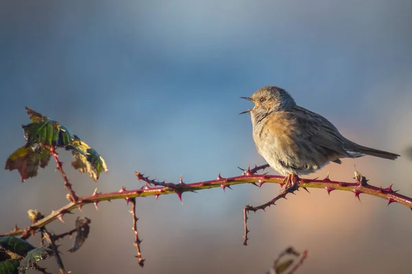 Dunnock singing bird Prunella modularis — Stock Photo, Image