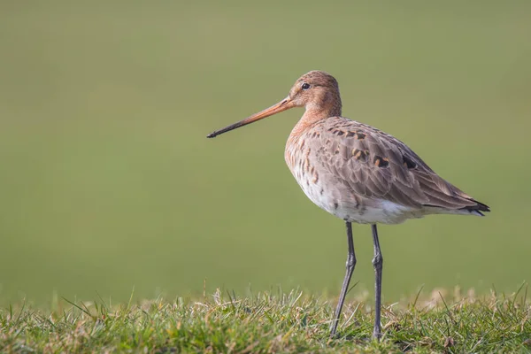 Sierlijke wader op een weide — Stockfoto