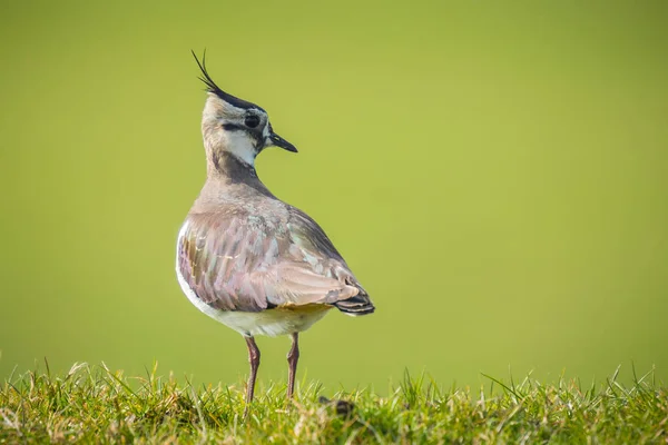 Northern lapwing in grass — Stock Photo, Image