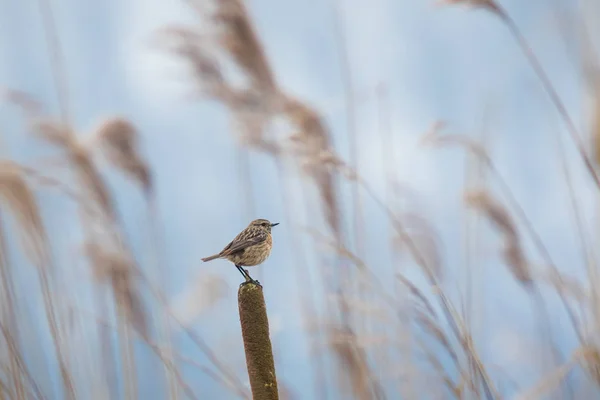 겨울 바람에 stonechat Saxicola rubicola — 스톡 사진