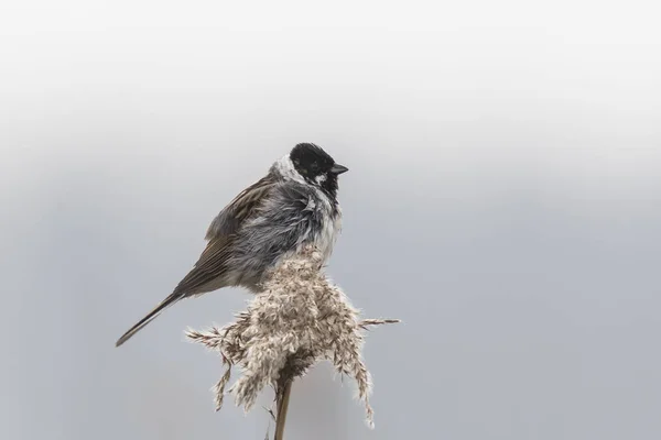 Uccello canterino nelle canne in una giornata ventosa — Foto Stock