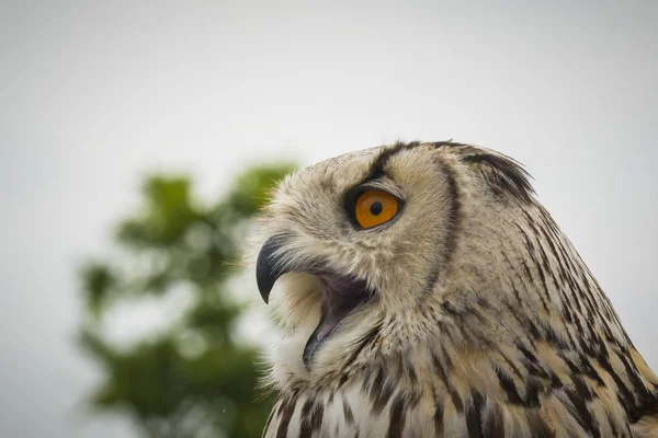 Indian eagle-owl screaming calling — Stock Photo, Image