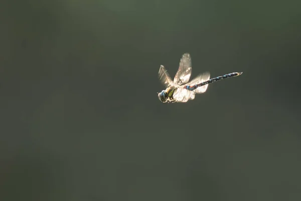 Caçada de libélulas de falcão migrante — Fotografia de Stock