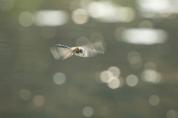 Wanderfalke Libellenjagd — Stockfoto