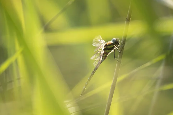Dragonfly skrývá v rákosí — Stock fotografie