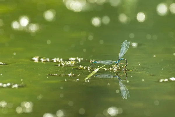 Enfoque selectivo en el apareamiento de dos Damselflies —  Fotos de Stock