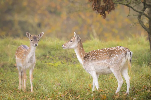 Fallow cervo fawn no outono — Fotografia de Stock