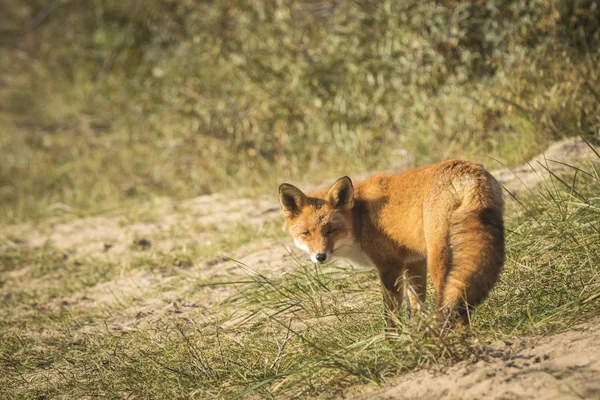 Wild red fox vulpes vulpes — Stock Photo, Image