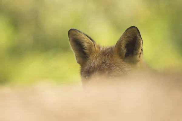 Άγρια κόκκινη αλεπού (vulpes vulpes) κεφάλι κινηματογράφηση σε πρώτο πλάνο — Φωτογραφία Αρχείου