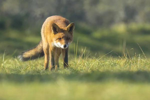 Wild red fox herfst kleuren — Stockfoto