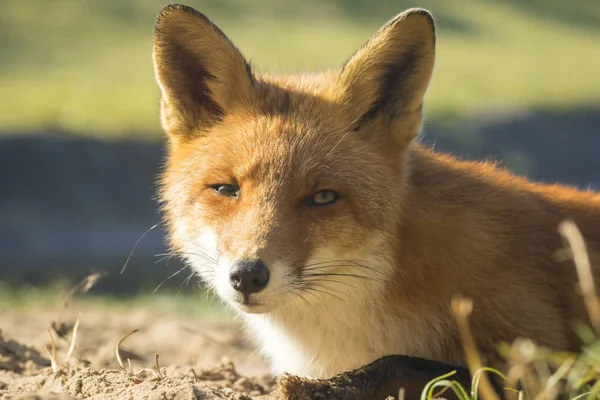 Dziki red fox kolory jesieni — Zdjęcie stockowe