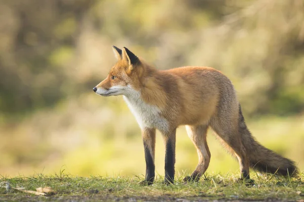 Dzikiego lisa czerwonego — Zdjęcie stockowe