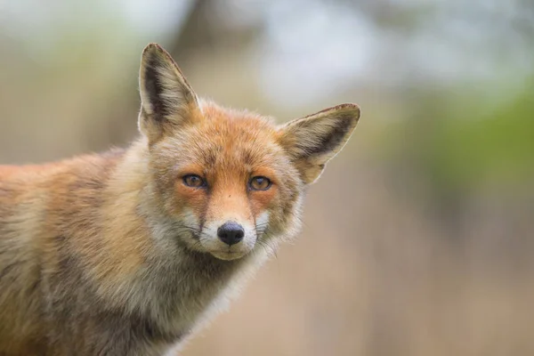 Dziki red fox cub portret — Zdjęcie stockowe