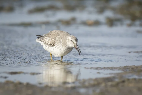 Dunlin, Calidris alpina, in search for food — Stock Photo, Image