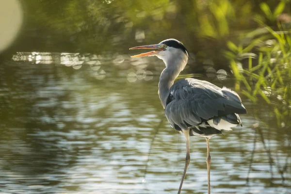 Grote blauwe reiger — Stockfoto