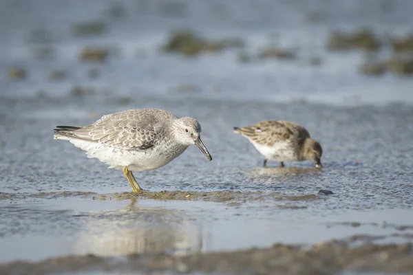 Bonte strandloper, Calidris alpina, op zoek naar voedsel — Stockfoto