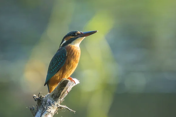 Kingfisher Alcedo en este primer plano — Foto de Stock
