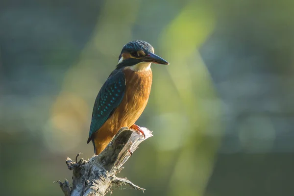 Зимородок Alcedo atthis крупним планом — стокове фото