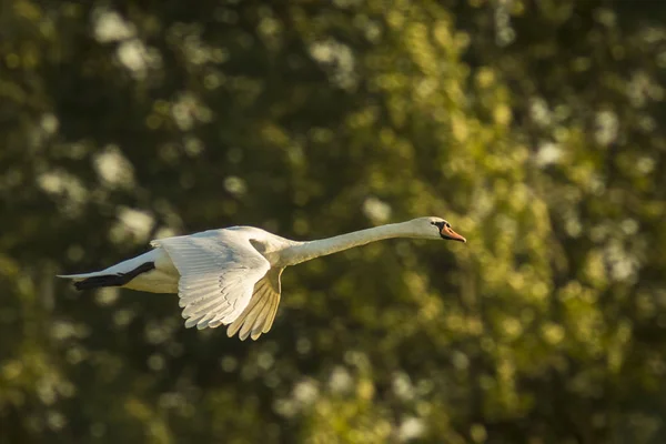 Cisne em voo — Fotografia de Stock