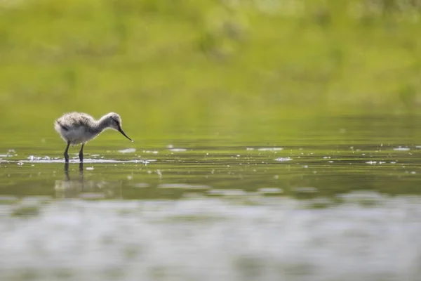 Pied avocet (Recurvirostra avosetta) polluelo — Foto de Stock