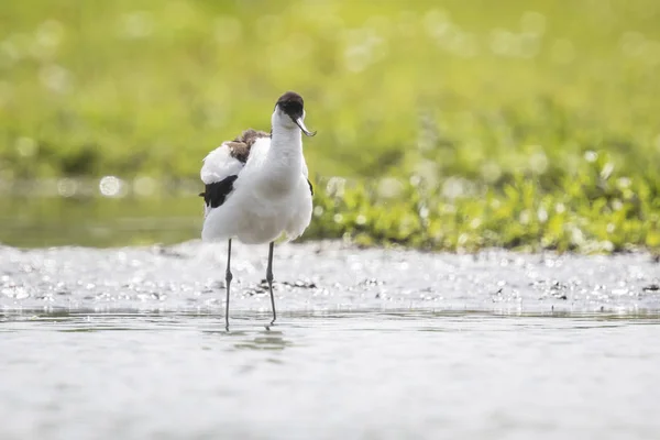 얼룩 무늬 avocet (Recurvirostra avosetta) 여자 — 스톡 사진