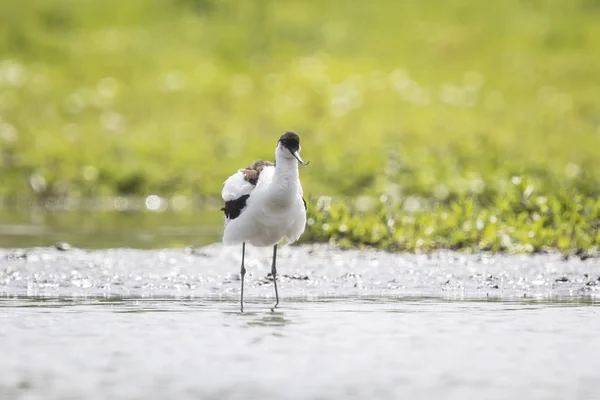 얼룩 무늬 avocet (Recurvirostra avosetta) 여자 — 스톡 사진