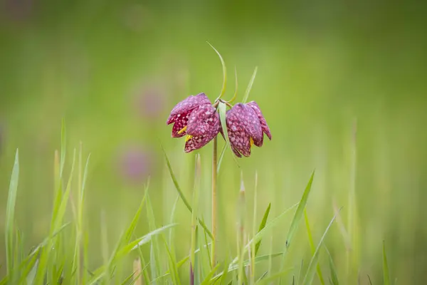 Cabeza de serpiente púrpura fritillary — Foto de Stock