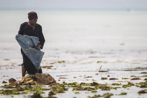 바다 잡 초 수확 물 온도 상승으로 인해 위험에 — 스톡 사진
