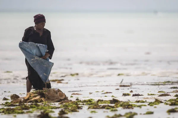 Sea weed harvest at risk due to water temperature rising