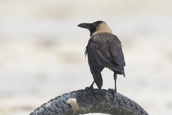Hauskrähe (corvus splendens)) — Stockfoto