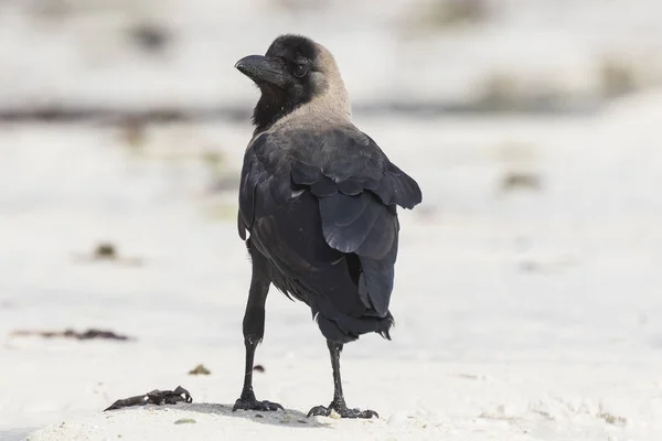 Σπίτι κοράκι (Corvus splendens) — Φωτογραφία Αρχείου
