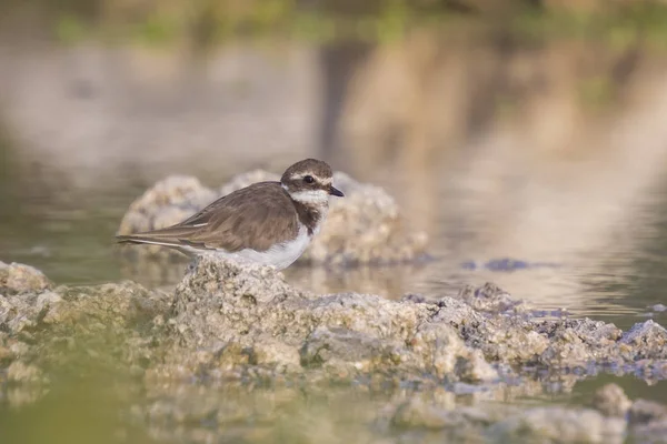 Chorro anillado (Charadrius hiaticula) forrajeando — Foto de Stock