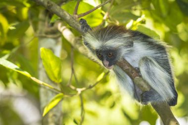 Kırmızı Colobuse maymun
