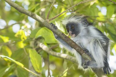Kırmızı Colobuse maymun