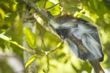 Kırmızı Colobuse maymun