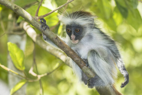 Красная колобузная обезьяна
