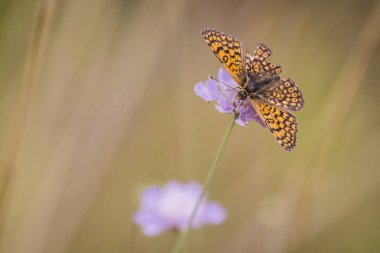 Glanville fritillary kelebek Scabiosa columbaria