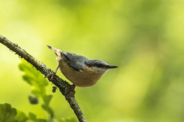 Avrasya tımarhanesi (Sitta europaea)