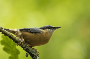 Bayağı sıvacı kuşu veya ahşap sıvacı kuşu (Sitta europaea)