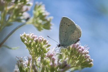 Holly mavi (Celastrina argiolus) kelebek
